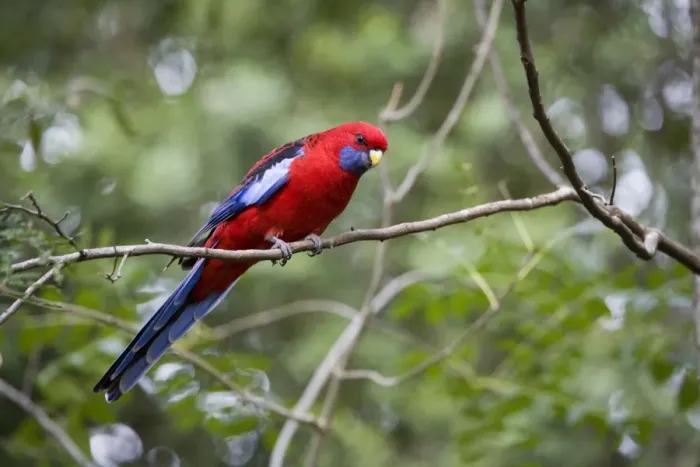 Framed Print : Crimson Rosella In the Dandenong Ranges, Victoria, Australia Framed Print : Crimson Rosella In the Dandenong Ranges, Victoria, Australia