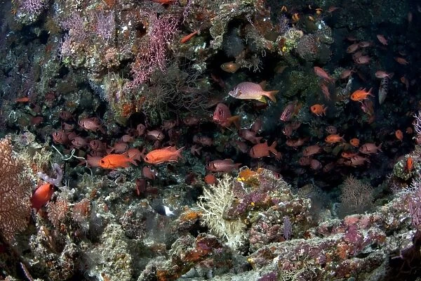Crimson Soldierfish - school - Maldives