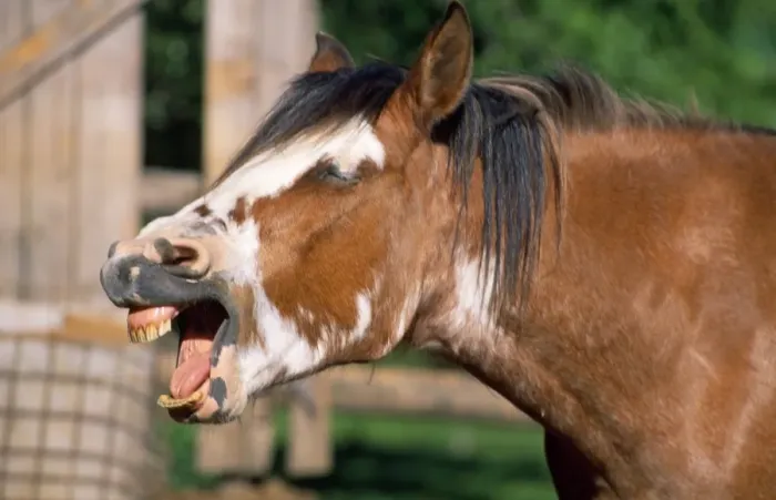 Framed Print : Criollo Horse - showing teeth Framed Print : Criollo Horse - showing teeth
