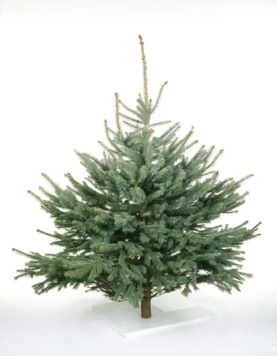 Framed Print : Cristmas Tree - Blue Colorado Spruce variety Framed Print : Cristmas Tree - Blue Colorado Spruce variety