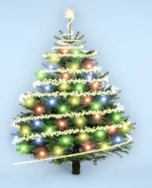 Cristmas Tree - with Christmas lights on. Nordmann's Fir (Caucasian Fir) variety Digital Manipulation: changed background colour, added lights & stars