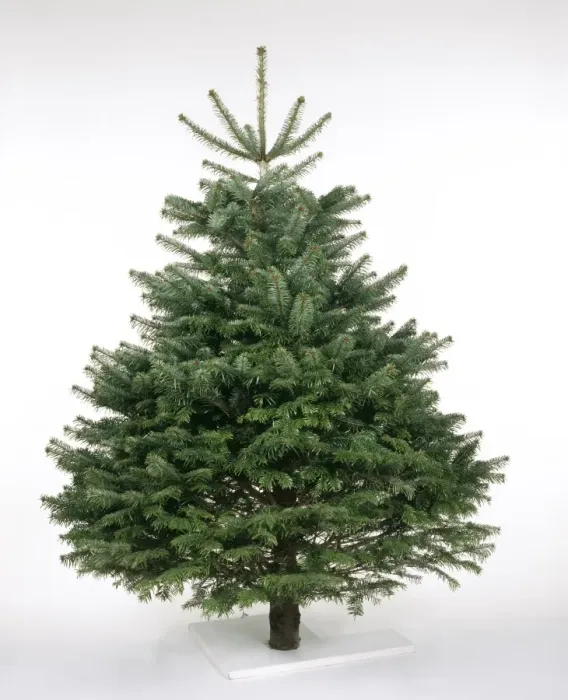 Framed Print : Cristmas Tree - Nordmann's Fir (Caucasian Fir) variety Framed Print : Cristmas Tree - Nordmann's Fir (Caucasian Fir) variety