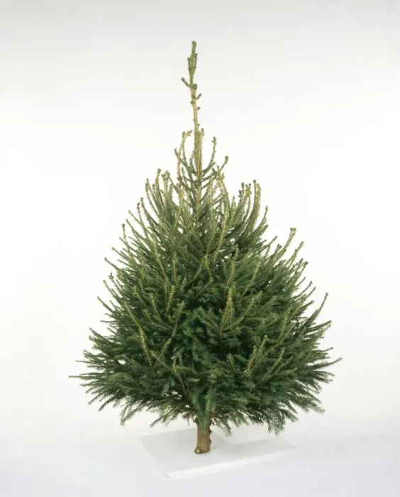 Framed Print : Cristmas Tree - Norway spruce variety Framed Print : Cristmas Tree - Norway spruce variety
