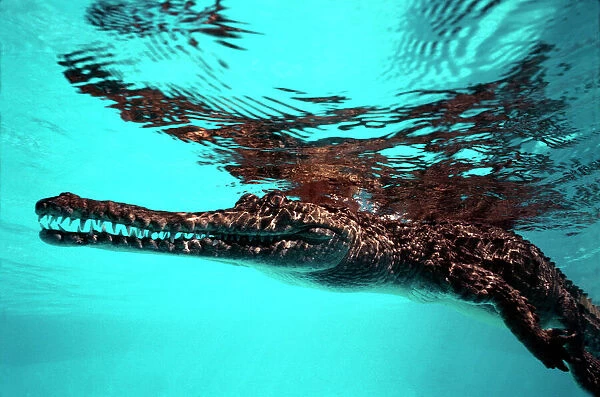 Crocodile, fresh water - resting on surface Gulf of Carpentaria, Australia