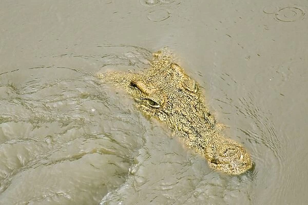 Crocodile - Just appearing from water - Katavi National Park - Tanzania - Africa