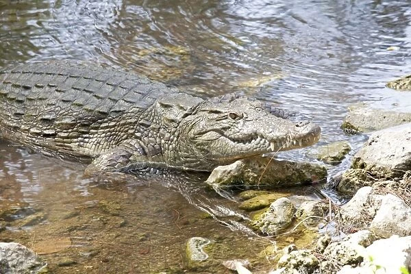 Crocodile in pool - Haller Park Mombasa Kenya