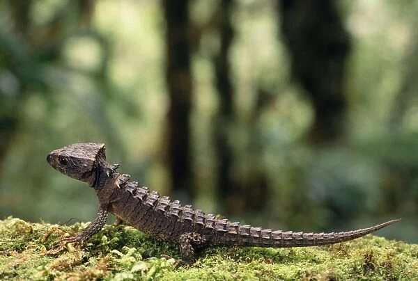Crocodile Skink Papua New Guinea