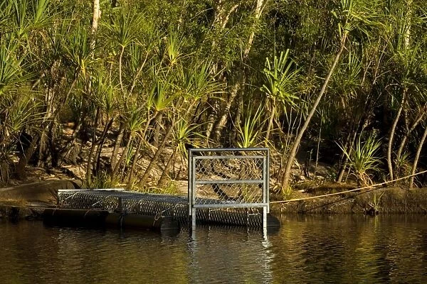 Crocodile trap - a big crocodile trap is set to catch a stray saltwater crocodile, also called estuarine crocodile, in a river which hat access to the sea during the wet season - Northern Territory, Australia