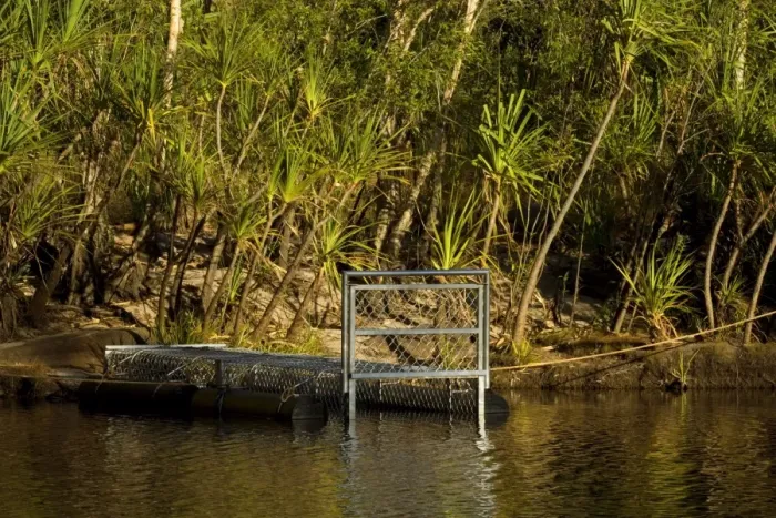 Framed Print : Crocodile trap - a big crocodile trap is set to catch a stray saltwater crocodile, also called estuarine crocodile, in a river which hat access to the sea during the wet season - Northern Territory, Australia Framed Print : Crocodile trap - a big crocodile trap is set to catch a stray saltwater crocodile, also called estuarine crocodile, in a river which hat access to the sea during the wet season - Northern Territory, Australia
