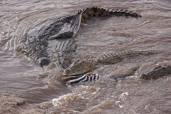 Crocodiles - feeding on killed Zebra - Maasai Mara - Kenya