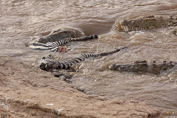 Crocodiles - feeding on killed Zebra - Maasai Mara - Kenya
