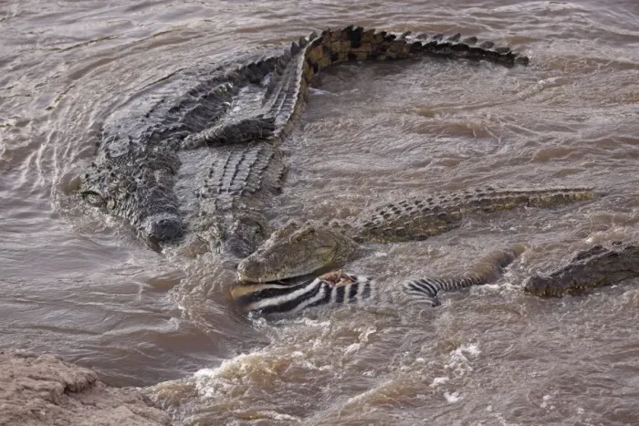 Framed Print : Crocodiles - feeding on killed Zebra - Maasai Mara - Kenya Framed Print : Crocodiles - feeding on killed Zebra - Maasai Mara - Kenya