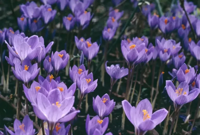 Framed Print : Crocus. APP-2233. CROCUS. Crocus speciosus Framed Print : Crocus. APP-2233. CROCUS. Crocus speciosus
