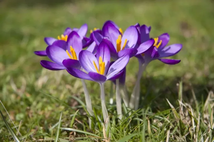Framed Print : Crocus - clump of flowers Framed Print : Crocus - clump of flowers