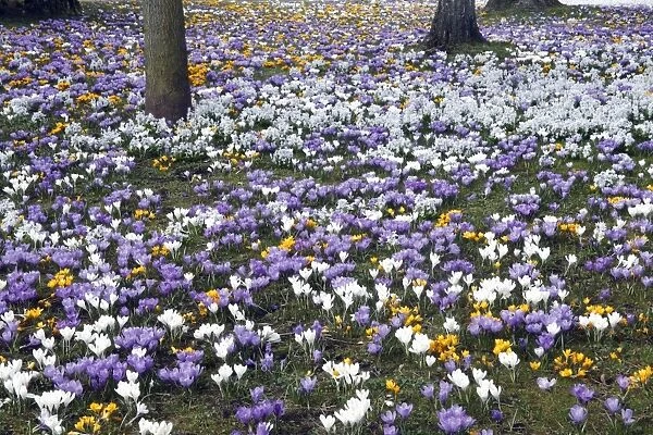 Crocus - flowering in park at springtime - Lower Saxony - Germany