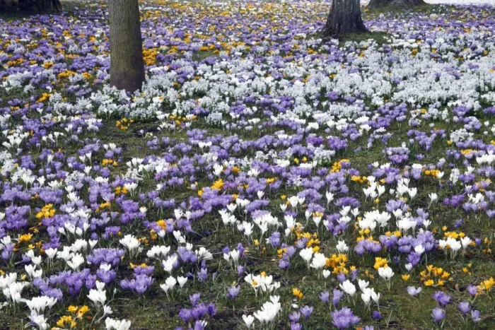 Framed Print : Crocus - flowering in park at springtime - Lower Saxony - Germany Framed Print : Crocus - flowering in park at springtime - Lower Saxony - Germany
