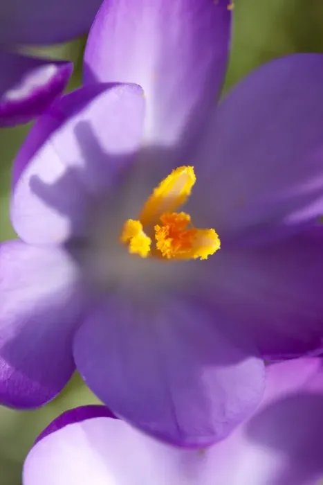 Framed Print : Crocus - Macro photograph of flower Framed Print : Crocus - Macro photograph of flower