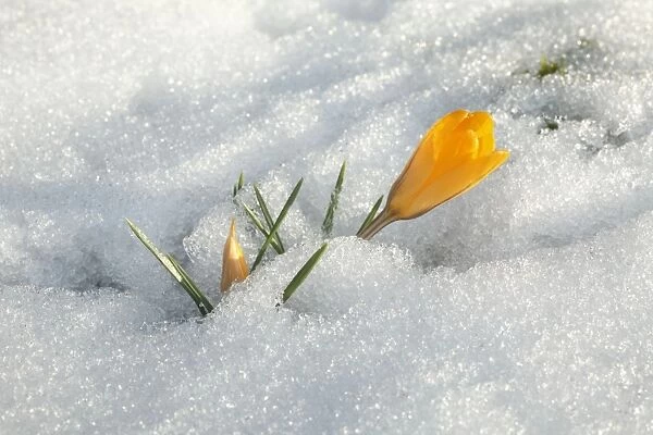 Crocus - single yellow blossom flowering in snow - springtime - lower Saxony - Germany