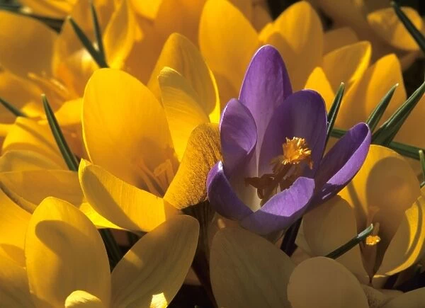 Crocus yellow and violet blossoms Baden-Wuerttemberg, Germany
