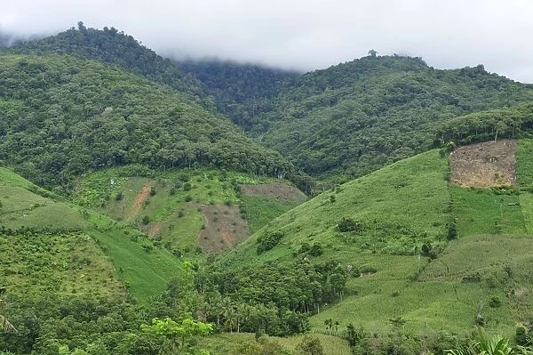 crop plantation on deforested area - Northern Sumatra - Indonesia