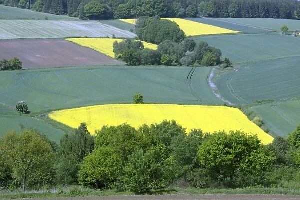 Crops - cereal and oil-rape seed crops on hill land, Hessen, Germany