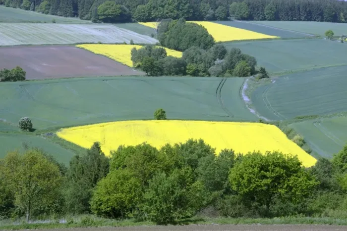 Framed Print : Crops - cereal and oil-rape seed crops on hill land, Hessen, Germany Framed Print : Crops - cereal and oil-rape seed crops on hill land, Hessen, Germany