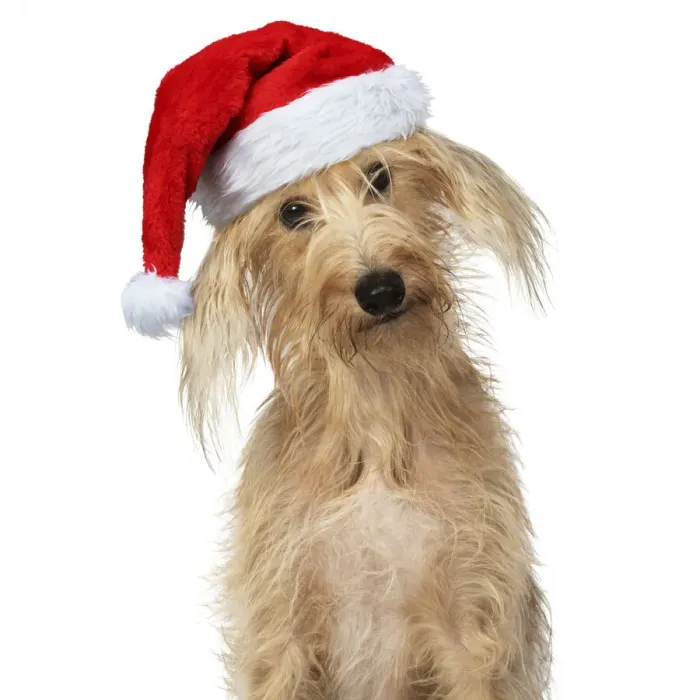 Framed Print : Cross Breed Dog, head on one side, wearing Christmas hat Framed Print : Cross Breed Dog, head on one side, wearing Christmas hat
