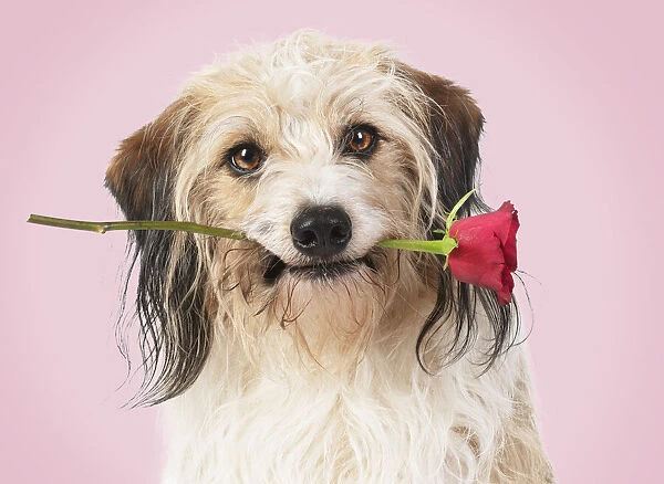 Cross breed Dog holding a red rose in its mouth, pink background