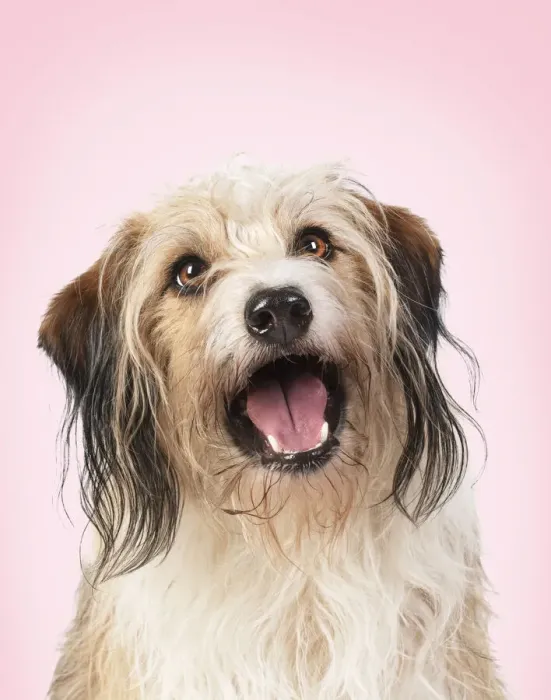 Framed Print : Cross Breed Dog, mouth open, pink background Framed Print : Cross Breed Dog, mouth open, pink background