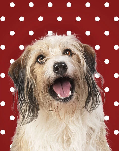 Cross Breed Dog, mouth open, polka dot background