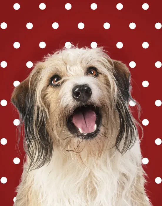Framed Print : Cross Breed Dog, mouth open, polka dot background Framed Print : Cross Breed Dog, mouth open, polka dot background