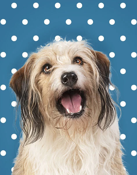 Cross Breed Dog, mouth open, polka dot background