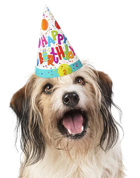 Cross Breed Dog, mouth open, wearing Happy Birthday party hat