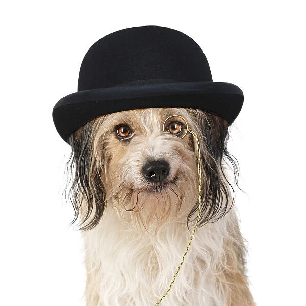 Cross Breed Dog, smiling, wearing bowler hat and monocle