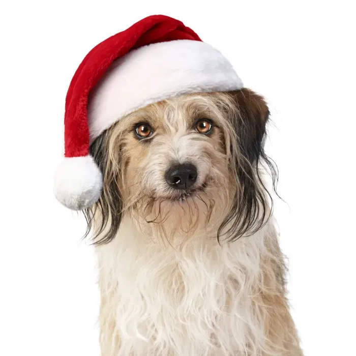 Framed Print : Cross Breed Dog, smiling, wearing Christmas hat Framed Print : Cross Breed Dog, smiling, wearing Christmas hat