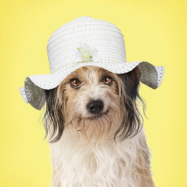 Cross Breed Dog, smiling, wearing Easter bonnet