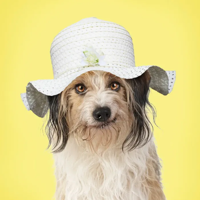Framed Print : Cross Breed Dog, smiling, wearing Easter bonnet Framed Print : Cross Breed Dog, smiling, wearing Easter bonnet
