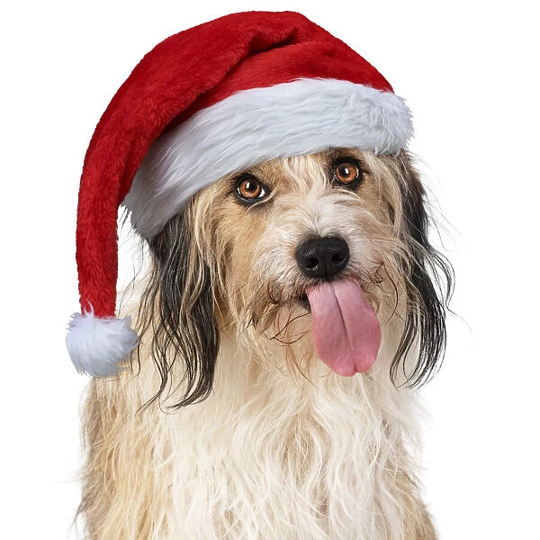 Cross Breed Dog, tongue out, wearing Christmas hat