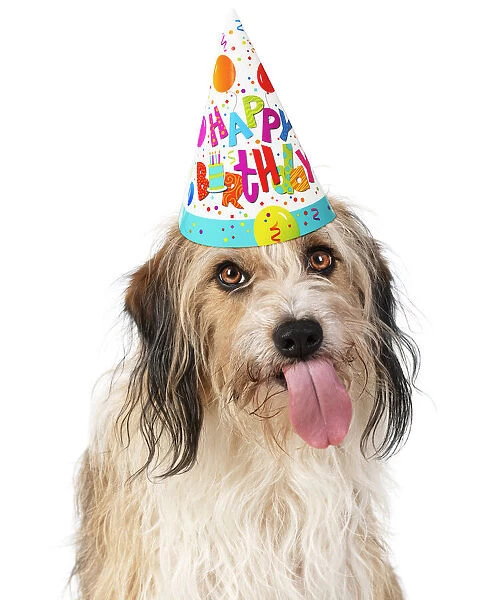 Cross Breed Dog, tongue out, wearing Happy Birthday party hat