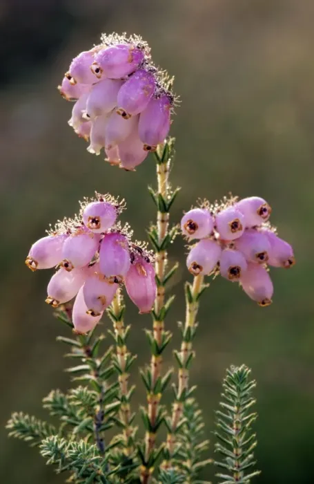 Framed Print : Cross-leaved Heath Framed Print : Cross-leaved Heath