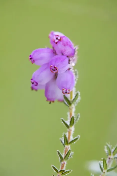Framed Print : Cross Leaved Heath - UK Framed Print : Cross Leaved Heath - UK