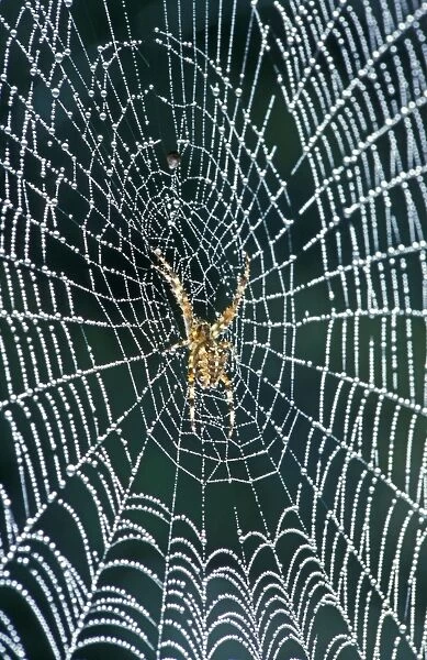 Cross Spider - In web coverd with dew - The Netherlands, Overijssel, Zwartsluis, garden