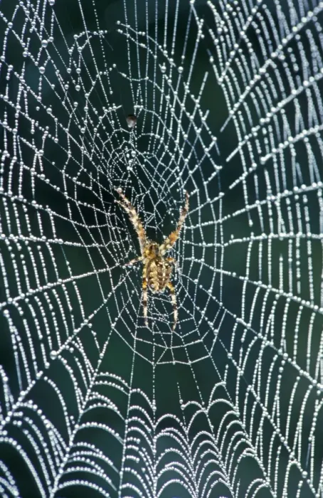 Framed Print : Cross Spider - In web coverd with dew - The Netherlands, Overijssel, Zwartsluis, garden Framed Print : Cross Spider - In web coverd with dew - The Netherlands, Overijssel, Zwartsluis, garden