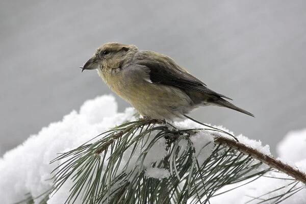 Crossbill - female on pine branch in winter Bavaria, Germany