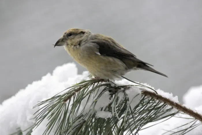 Framed Print : Crossbill - female on pine branch in winter Bavaria, Germany Framed Print : Crossbill - female on pine branch in winter Bavaria, Germany