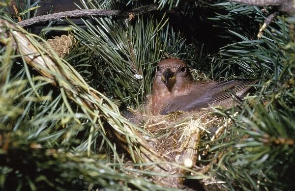 Crossbill - in nest