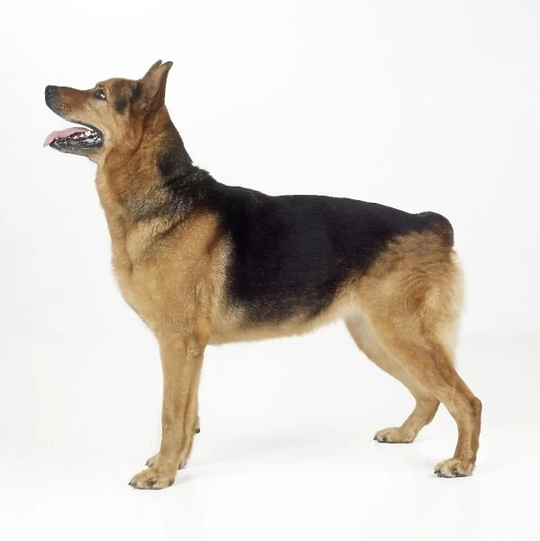 Crossbreed Rottweiler  /  German Shepherd Dog