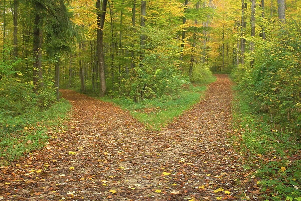 crossroads - a country forest road in a colourful autumn forest forks off into two separate directions - Baden-Wuerttemberg, Germany