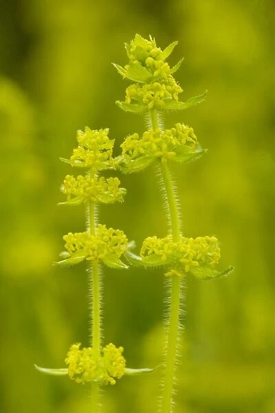 Crosswort (Cruciata laevipes) in flower