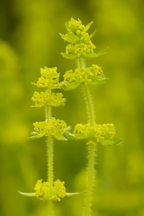 Framed Print : Crosswort (Cruciata laevipes) in flower